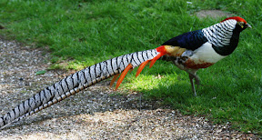 Lady Amherst's Pheasant 06.jpg Lady Amherst's Pheasant 06.jpg